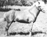 stallion Snæfaxi frá Páfastöðum (Iceland Horse, 1963, from Sigfúsar-Blesi frá Stóru-Gröf Ytri)