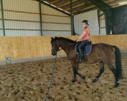 dressage horse Smartie 50 (New Forest Pony, 2010, from Samba Boy)