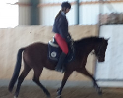 dressage horse Davidoff Charlie St Cloud (German Riding Pony, 2011, from Don Davidoff 5)