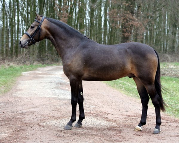 Pferd Kantje's Appart (New-Forest-Pony, 2005, von Berkhof's Higgledy Piggledy)