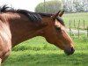 broodmare Minzblatt (Trakehner, 1995, from Herzruf)