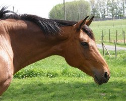 broodmare Minzblatt (Trakehner, 1995, from Herzruf)