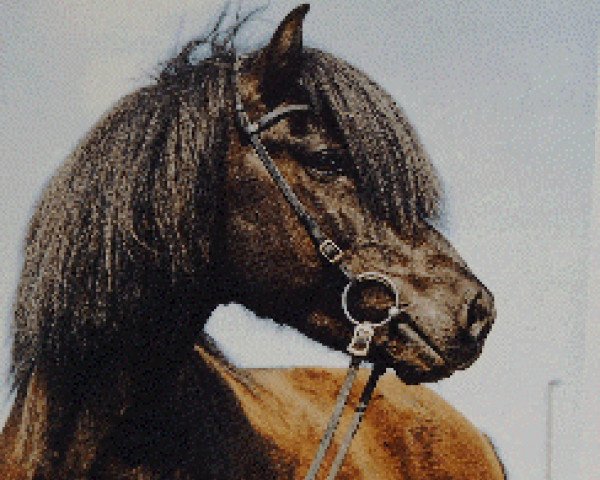 Deckhengst Svaði vom Rappenhof (Islandpferd, 1983, von Stígandi frá Kolkuósi)