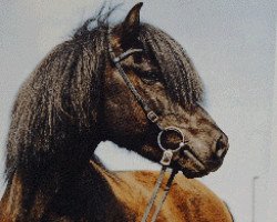 stallion Svaði vom Rappenhof (Iceland Horse, 1983, from Stígandi frá Kolkuósi)