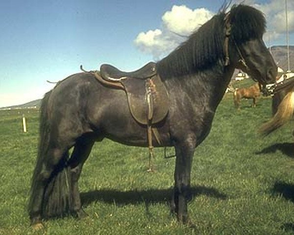 stallion Stígandi frá Kolkuósi (Iceland Horse, 1962, from Hörður frá Kolkuósi)