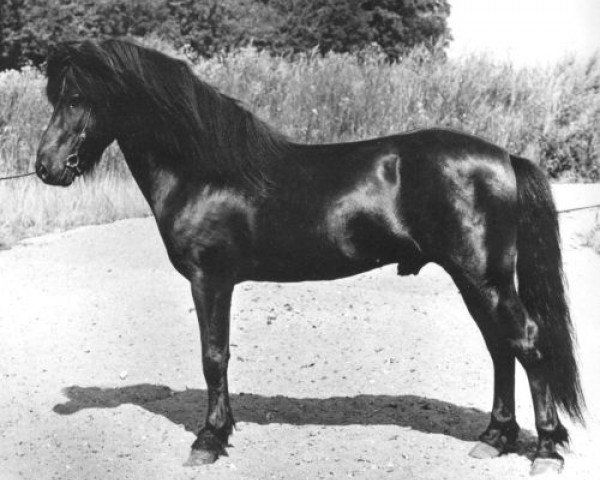 stallion Þór von Sporz (Iceland Horse, 1976, from Stígandi frá Kolkuósi)