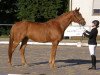 dressage horse Maxi King (Trakehner, 2009, from Adamello)