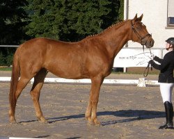 Dressurpferd Maxi King (Trakehner, 2009, von Adamello)