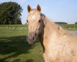 Zuchtstute Glitzerstern (Deutsches Reitpony, 2010, von Golden Atreju)