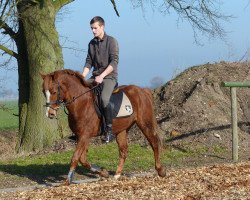 dressage horse Ben Woogie (German Riding Pony, 2008, from Boogie Woogie)