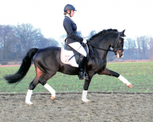 stallion No Limit (German Riding Pony, 1997, from Neckar)