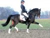 stallion No Limit (German Riding Pony, 1997, from Neckar)