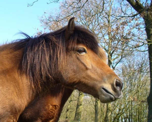 broodmare Snör von Goðafoss (Iceland Horse, 1995, from Atli von Mýrarbær)