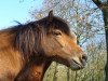 broodmare Snör von Goðafoss (Iceland Horse, 1995, from Atli von Mýrarbær)