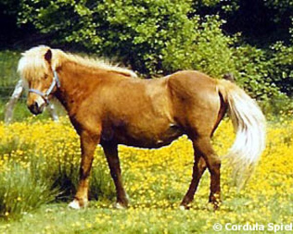 broodmare Huldumey frá Grímsey (Iceland Horse, 1972, from Stjarni frá Hóli)