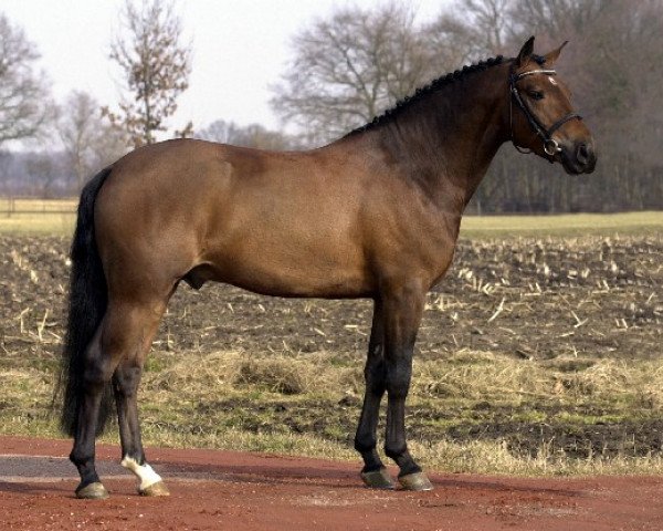 stallion Wielgerma's Nelson (New Forest Pony, 1999, from Nieuwmoeds Patrick)