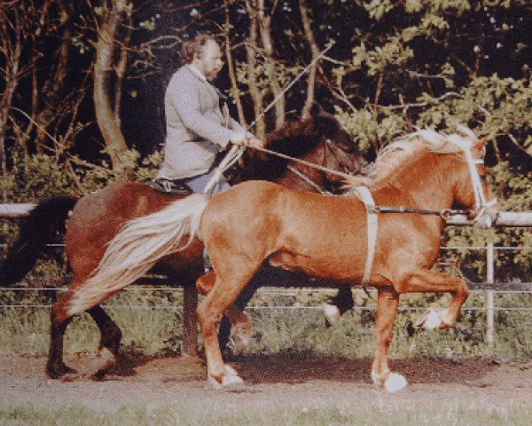 Deckhengst Högni vom Wiesenhof (Islandpferd, 1983, von Hrafn frá Kröggólfsstöðum)