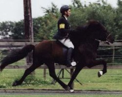 horse Heiðir vom Wiesenhof (Iceland Horse, 1993, from Högni vom Wiesenhof)