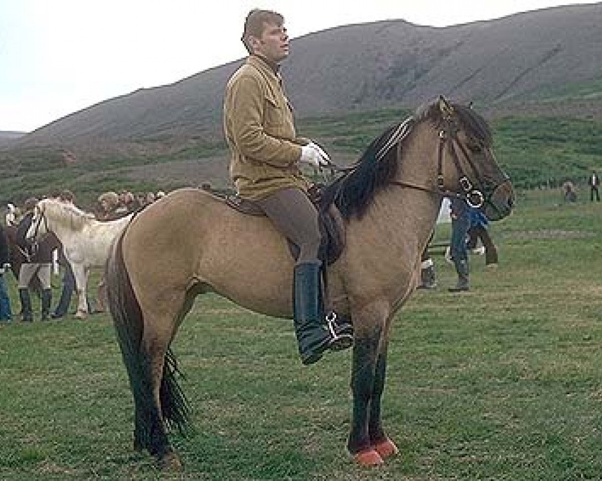 Deckhengst Ófeigur frá Flugumýri (Islandpferd, 1974, von Kolskeggur frá Flugumýri)