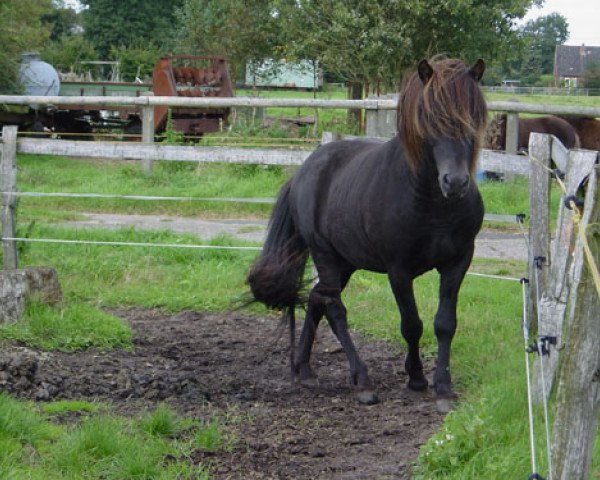 Deckhengst Excalibur von Mýrarbær (Islandpferd, 1992, von Kolskeggur frá Ásmundarstöðum)