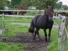 stallion Excalibur von Mýrarbær (Iceland Horse, 1992, from Kolskeggur frá Ásmundarstöðum)