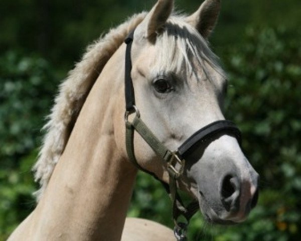 Zuchtstute Diamond Sunlight (Deutsches Reitpony, 2002, von Donatelli)