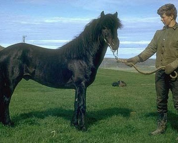 stallion Hrafn frá Árnanesi (Iceland Horse, 1960, from Krummi frá Borgum)