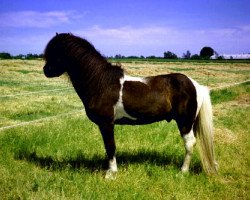 stallion Höskir fra Nørmark 1 (Iceland Horse, 1987, from Glaður frá Ytra-Skörðugili)