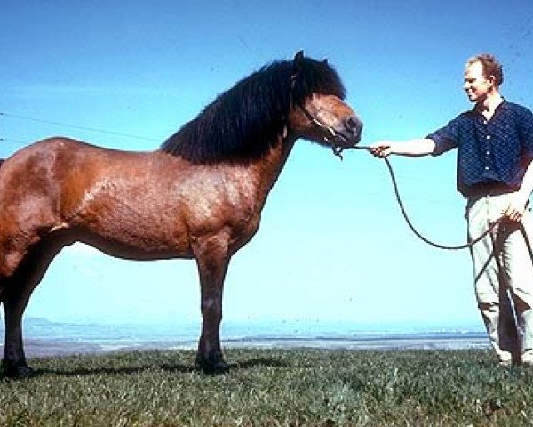 stallion Nökkvi frá Hólmi (Iceland Horse, 1941, from Skuggi frá Bjarnanesi I)