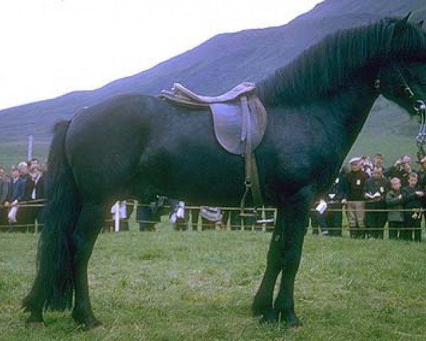 stallion Hörður frá Kolkuósi (Iceland Horse, 1957, from Brúnn frá Syðri-Brekkum)