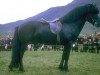 stallion Hörður frá Kolkuósi (Iceland Horse, 1957, from Brúnn frá Syðri-Brekkum)