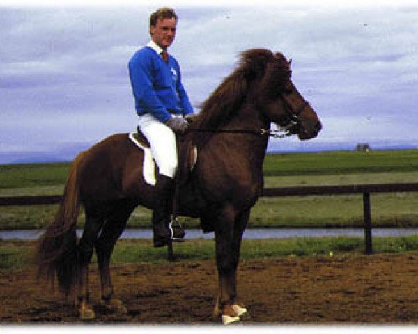 stallion Kjarval frá Sauðárkróki (Iceland Horse, 1981, from Hervar frá Sauðárkróki)