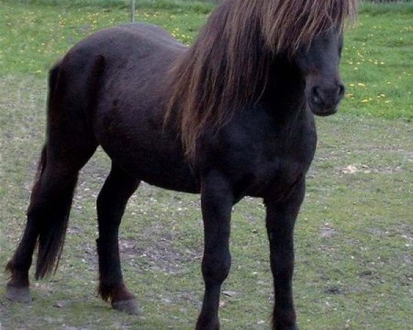 stallion Asi frá Brimnesi (Iceland Horse, 1984, from Kjarval frá Sauðárkróki)