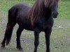 stallion Asi frá Brimnesi (Iceland Horse, 1984, from Kjarval frá Sauðárkróki)