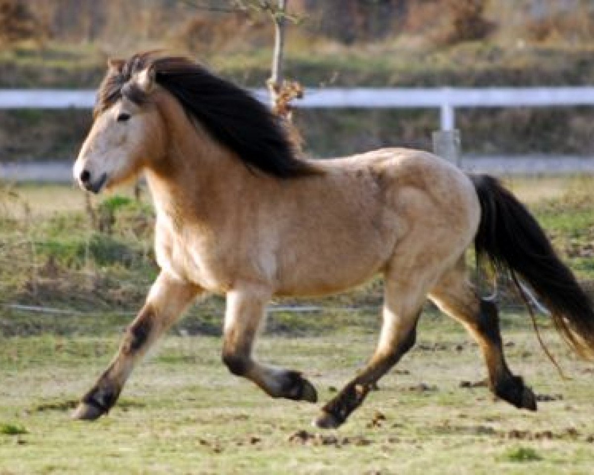 stallion Vafi frá Kýrholti (Iceland Horse, 1988, from Asi frá Brimnesi)