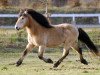 stallion Vafi frá Kýrholti (Iceland Horse, 1988, from Asi frá Brimnesi)