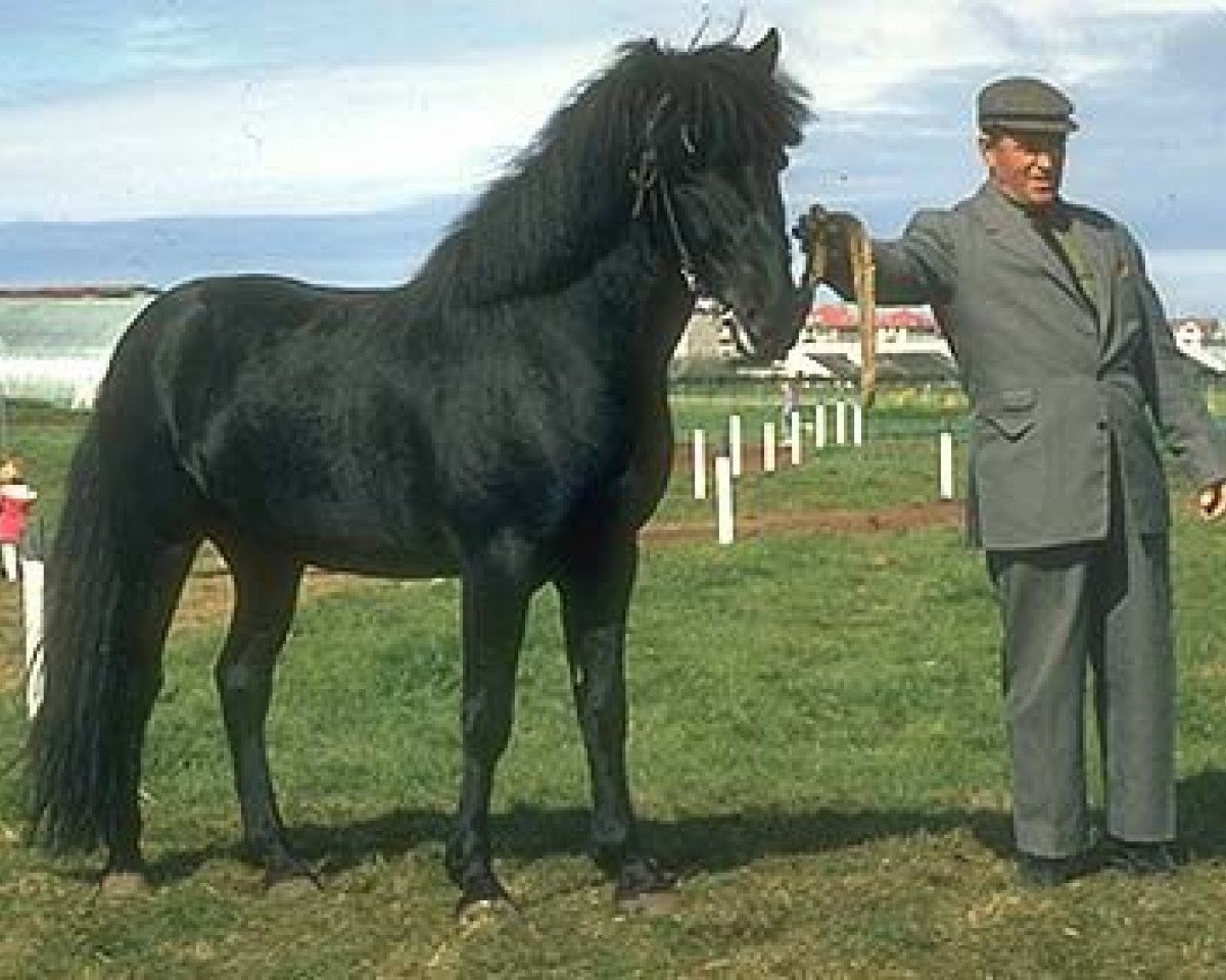 Deckhengst Sörli frá Sauðárkróki (Islandpferd, 1964, von Fengur frá Eiríksstöðum)