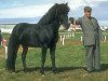 stallion Sörli frá Sauðárkróki (Iceland Horse, 1964, from Fengur frá Eiríksstöðum)