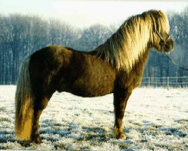 stallion Hrimfaxi frá Öxl (Iceland Horse, 1977, from Sörli frá Sauðárkróki)