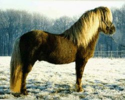 stallion Hrimfaxi frá Öxl (Iceland Horse, 1977, from Sörli frá Sauðárkróki)