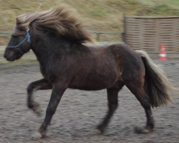 stallion Hlórriði vom Odinshof (Iceland Horse, 1991, from Hrimfaxi frá Öxl)