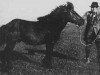 stallion Sörli frá Nautabúi (Iceland Horse, 1922, from Sörli frá Svaðastöðum)