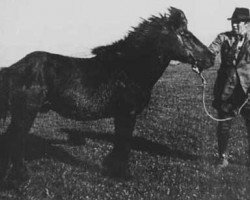 stallion Sörli frá Nautabúi (Iceland Horse, 1922, from Sörli frá Svaðastöðum)