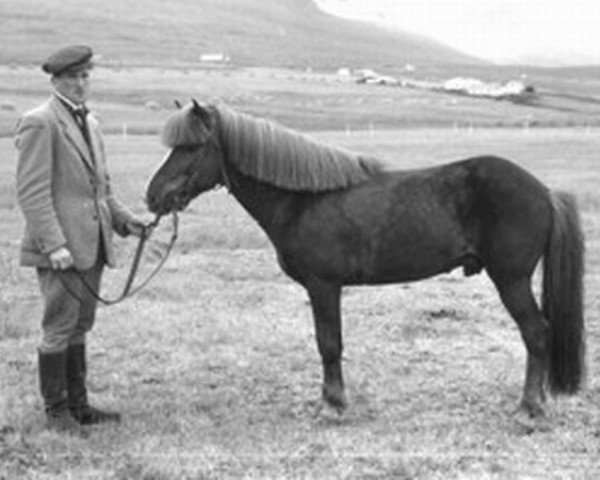 stallion Goði frá Sauðárkróki frá Axlarhaga (Iceland Horse, 1947, from Svaki frá Miðsitju)