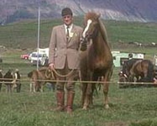 broodmare Fenja frá Sauðárkróki (Iceland Horse, 1955, from Goði frá Sauðárkróki frá Axlarhaga)