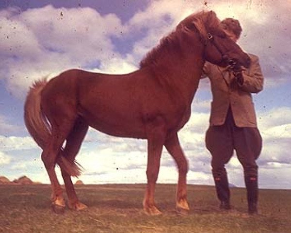 Deckhengst Ljúfur frá Kirkjubæ frá Blönduósi (Islandpferd, 1946, von Glampi frá Blönduósi)