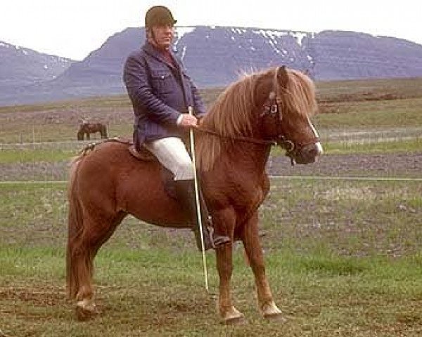 stallion Eldur frá Kirkjubæ (Iceland Horse, 1964, from Ljúfur frá Kirkjubæ frá Blönduósi)