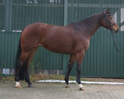 broodmare Lilli Malene (Hanoverian, 2010, from Lissaro)