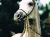 stallion Etor ox (Arabian thoroughbred, 1989, from Tallin 1978 ox)