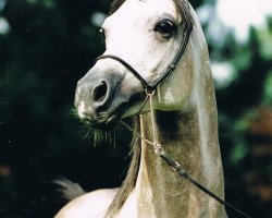 stallion Etor ox (Arabian thoroughbred, 1989, from Tallin 1978 ox)